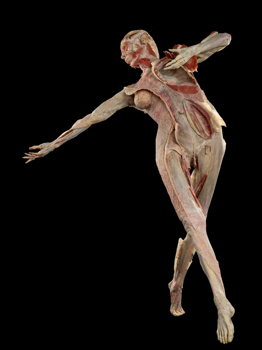FR:EIA – das weltweit erste 3-D-Faszienplastinat, ausgestellt im Berliner KÖRPERWELTEN Museum